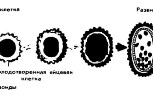 Кракен вход krakens13 at
