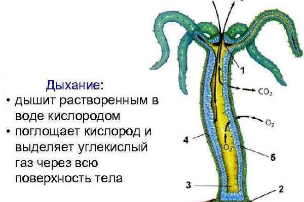 Kraken kraken link24 info